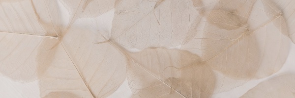 Muted illustration of leaves, representing calm, reflection, and emotional wellbeing during menopause and anxiety.