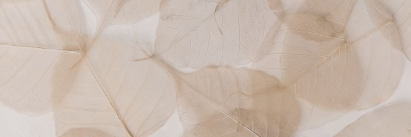 Muted illustration of leaves, representing calm, reflection, and emotional wellbeing in hidden anxiety.