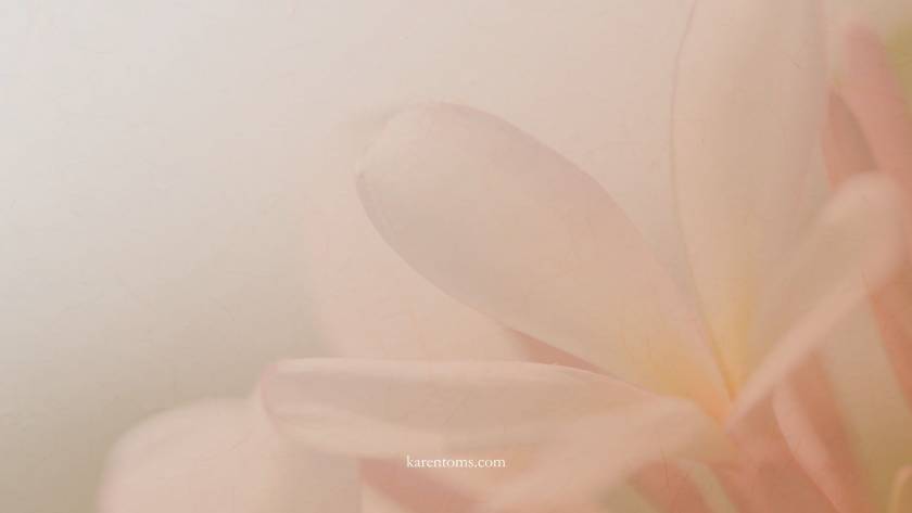 Soft pink and peach flower petals representing self-compassion and treating yourself like a friend.