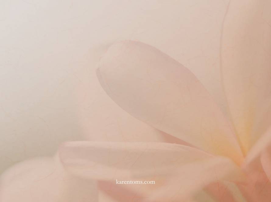 Soft pink and peach flower petals representing self-compassion and treating yourself like a friend.