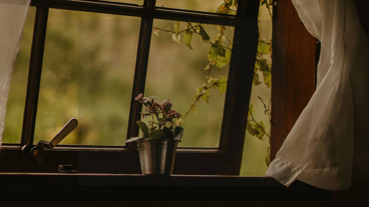 A dark interior looking out through an old window with a small potted plant on the sill and soft white curtains, with green foliage visible outside — representing the quiet stillness of burnout