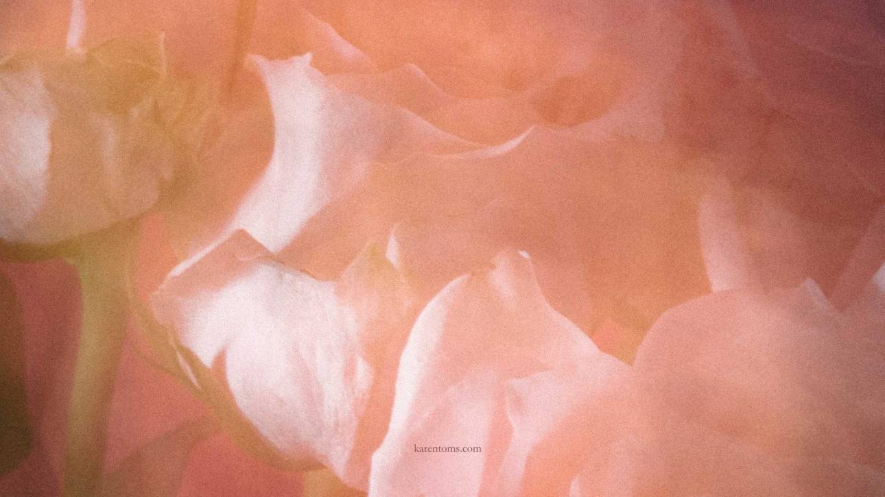 Soft close-up of layered peach flower petals, representing the delicate and complex emotional experience of being neurodivergent