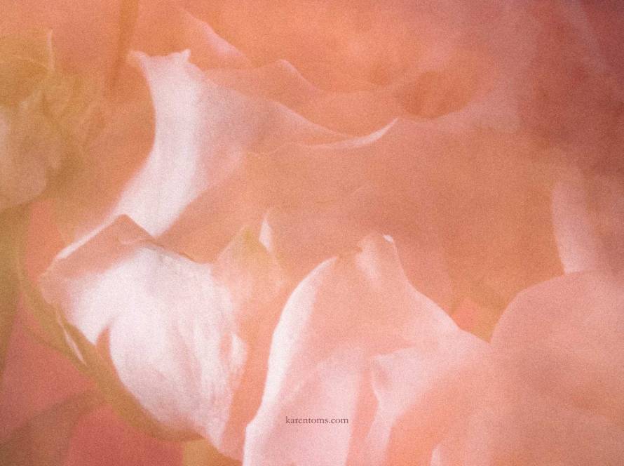 Soft close-up of layered peach flower petals, representing the delicate and complex emotional experience of being neurodivergent