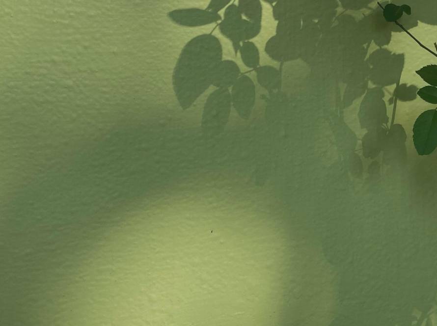 Soft shadows of leaves on a muted green textured wall in natural light, illustrating a post about childhood messaging and eating patterns