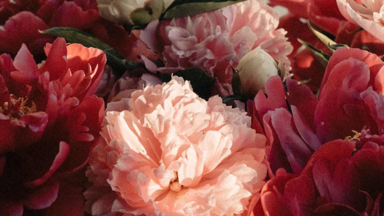 Close-up of pink and red peonies in warm raking light against a plain wall, illustrating a post about small acts of self-nourishment