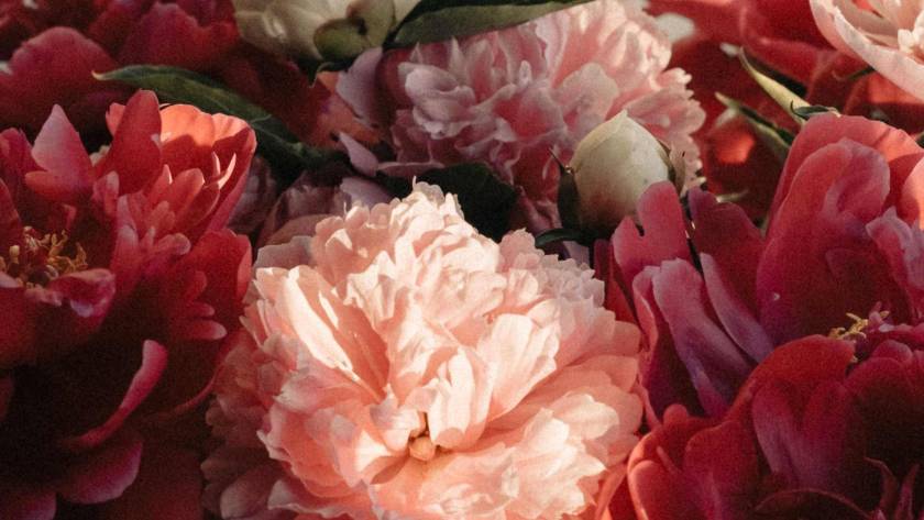 Close-up of pink and red peonies in warm raking light against a plain wall, illustrating a post about small acts of self-nourishment