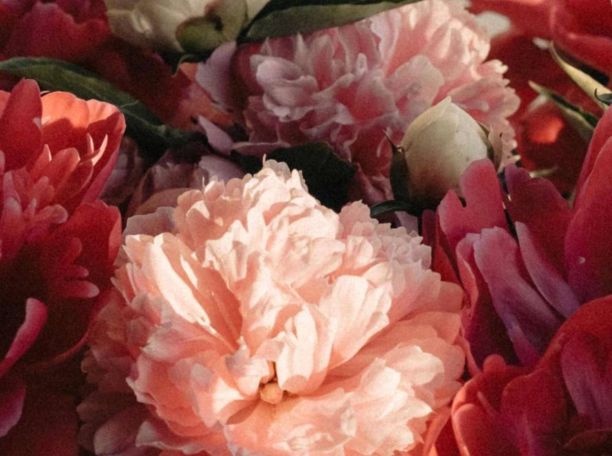 Close-up of pink and red peonies in warm raking light against a plain wall, illustrating a post about small acts of self-nourishment